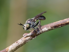 Cerotainia macrocera