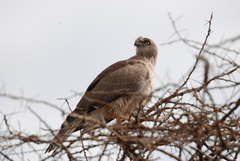 Melierax poliopterus