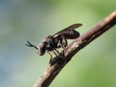 Cerotainia macrocera