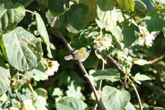 Cyanomitra verticalis