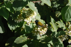 Cyanomitra verticalis