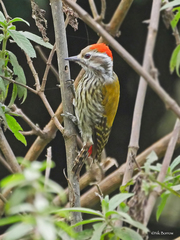 Chloropicus abyssinicus