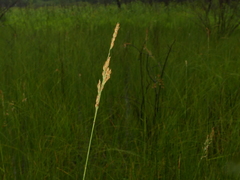 Calamagrostis stricta