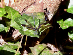 Calopteryx maculata