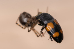 Glischrochilus grandis