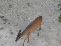 Muntiacus atherodes