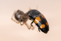 Glischrochilus grandis