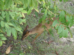 Muntiacus atherodes