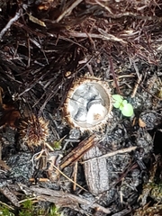 Nidulariaceae