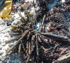 Splachnidium rugosum