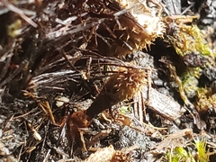 Nidulariaceae