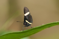 Isapis agyrtus