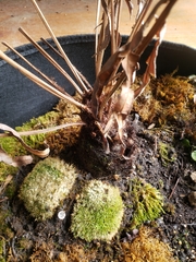 Nidulariaceae