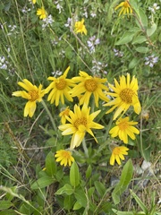 Arnica angustifolia