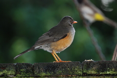 Turdus abyssinicus