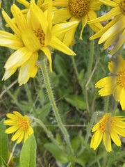 Arnica angustifolia