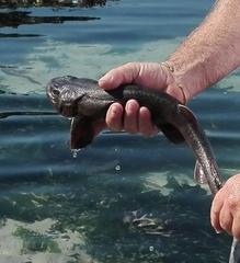 Haploblepharus pictus