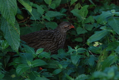 Pternistis squamatus