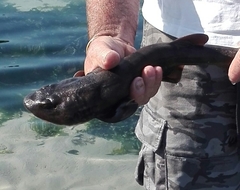 Haploblepharus pictus