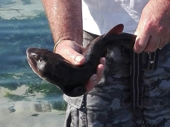 Haploblepharus pictus