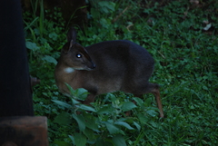 Nesotragus moschatus