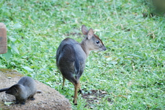 Nesotragus moschatus