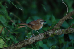 Bradypterus cinnamomeus