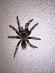 Brachypelma hamorii