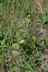 Asclepias viridiflora