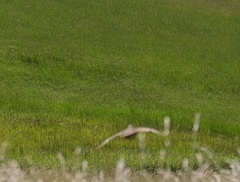 Perdix perdix
