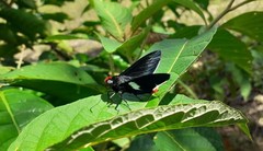 Pyrrhopyge