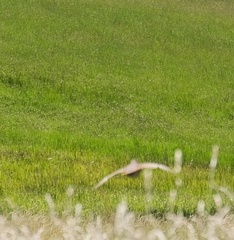 Perdix perdix