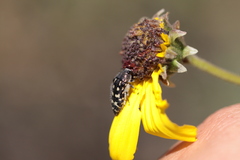 Acmaeodera bacchariphaga