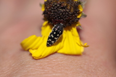 Acmaeodera bacchariphaga