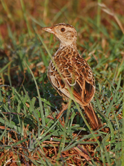Heteromirafra archeri