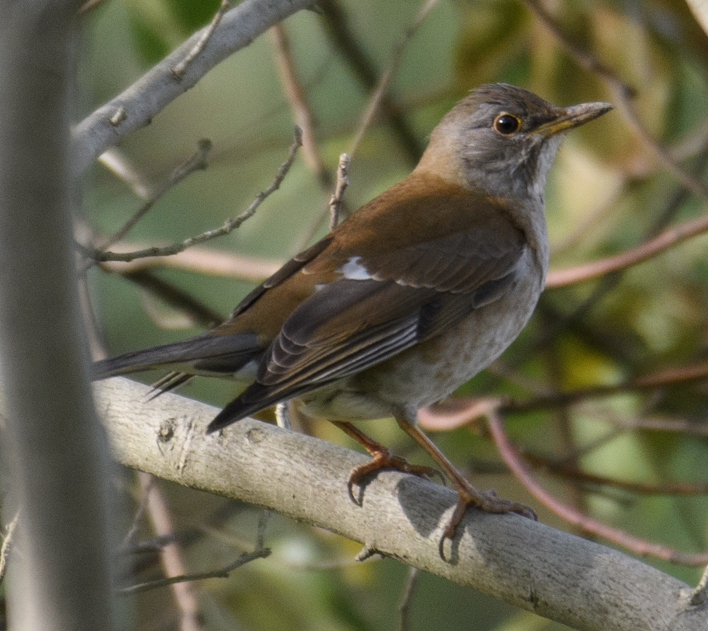 Pale Thrush