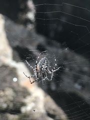 Aculepeira carbonarioides