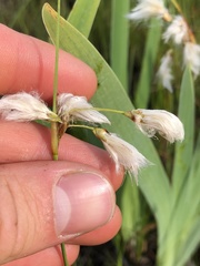 Eriophorum viridicarinatum