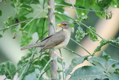 Turdus pelios