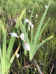 Eriophorum viridicarinatum