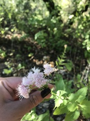 Ageratina occidentalis