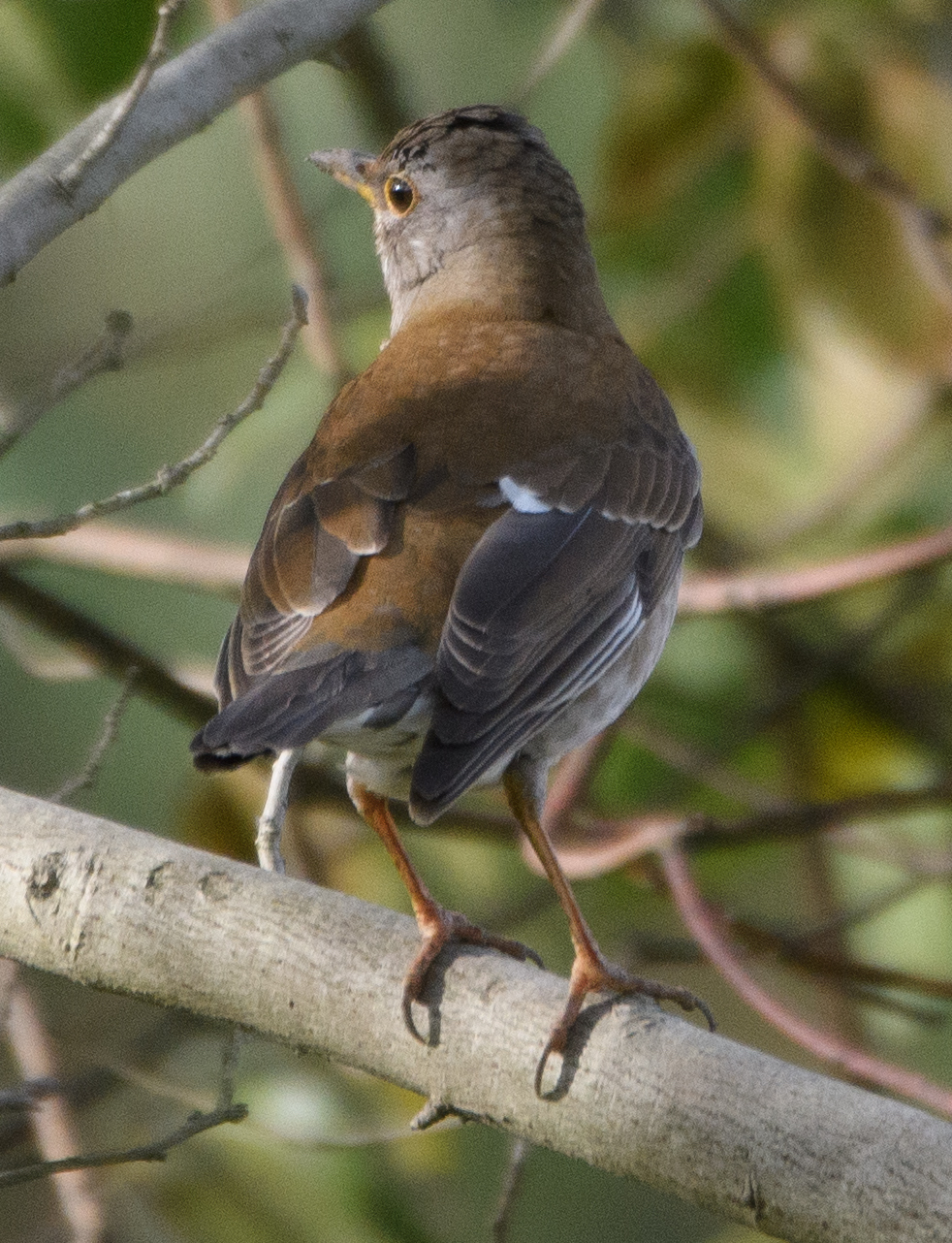 Pale Thrush