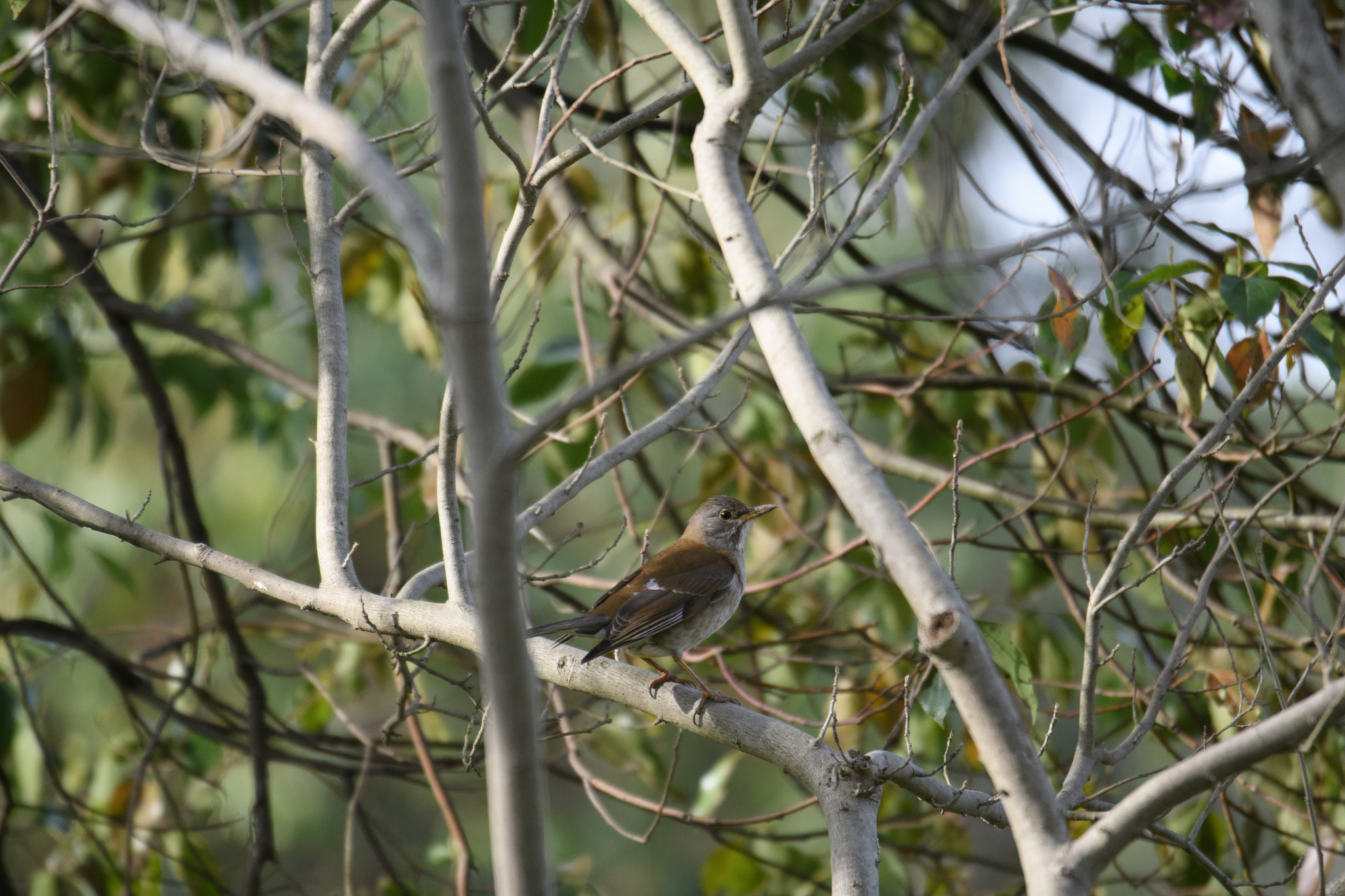 Pale Thrush
