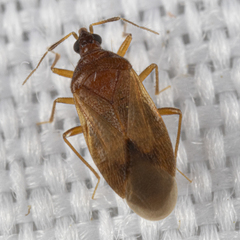 Amphiareus obscuriceps