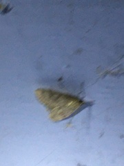 Crocidophora serratissimalis