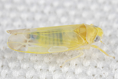 Empoa querci