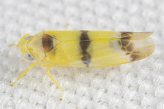 Empoa gillettei