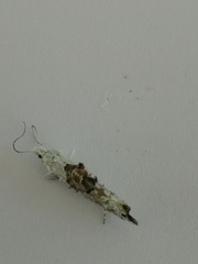 Ypsolopha asperella