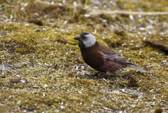 Leucosticte tephrocotis griseonucha