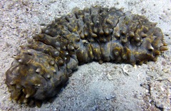 Stichopus pseudohorrens